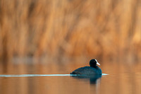 Common Coot / Łyska