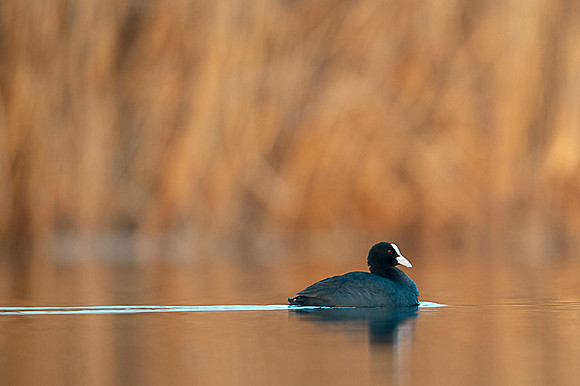 Common Coot / Łyska