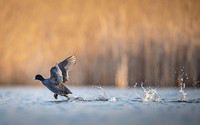 Common Coot / Łyska