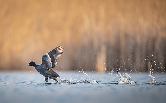 Common Coot / Łyska