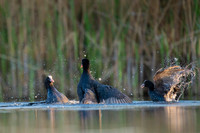 Common Coot / Łyska