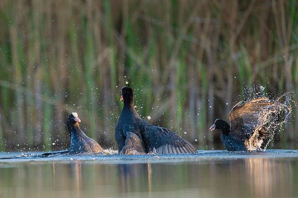Common Coot / Łyska