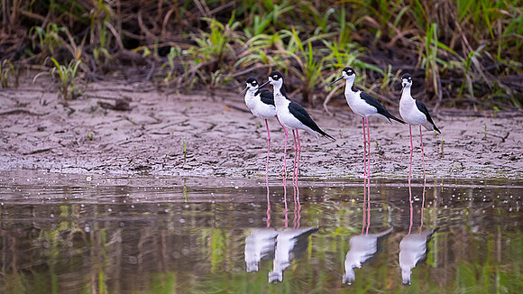 Black-necked Stilt