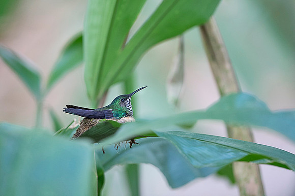 Rufous-tailed Hummingbird