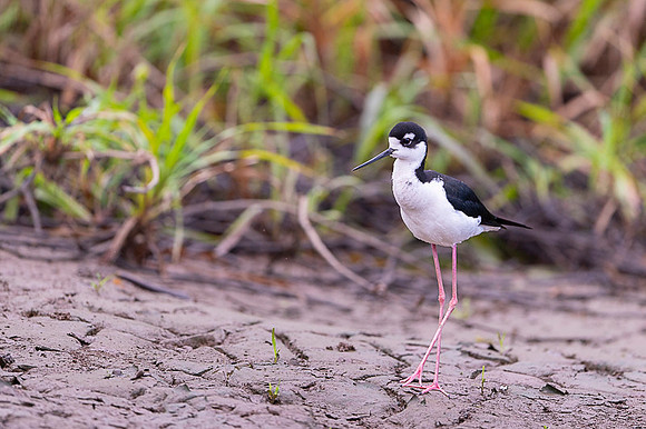 Black-necked Stilt