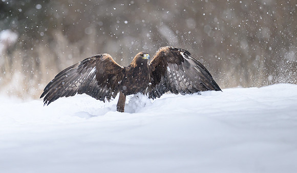 Golden Eagle / Orzeł przedni