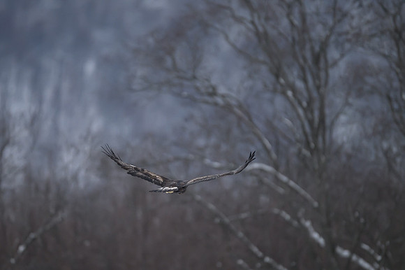 Golden Eagle / Orzeł przedni