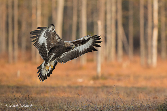 Golden Eagle / Orzeł przedni