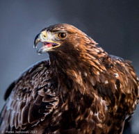Golden Eagle / Orzeł przedni