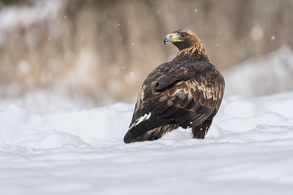 Golden Eagle / Orzeł przedni