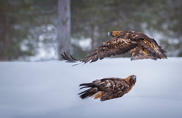 Golden Eagle / Orzeł przedni