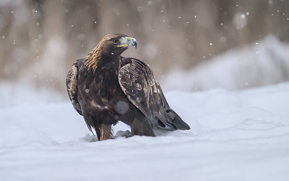 Golden Eagle / Orzeł przedni