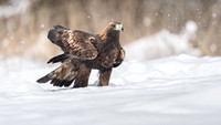 Golden Eagle / Orzeł przedni