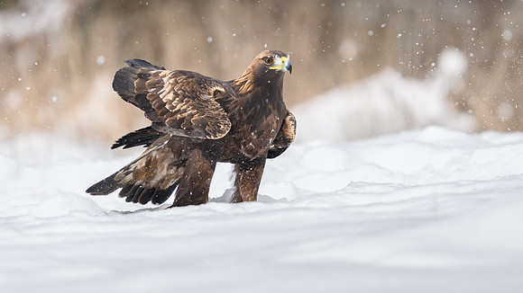 Golden Eagle / Orzeł przedni