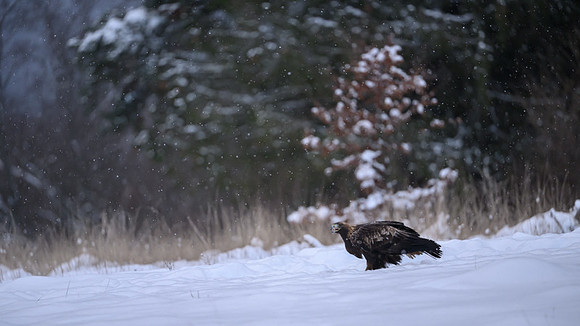 Golden Eagle / Orzeł przedni
