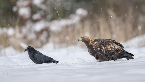 Golden Eagle / Orzeł przedni