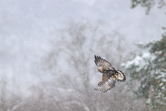 Golden Eagle / Orzeł przedni