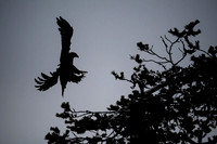 Golden Eagle / Orzeł przedni