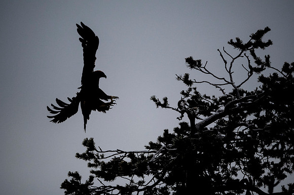 Golden Eagle / Orzeł przedni