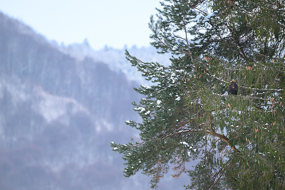Golden Eagle / Orzeł przedni
