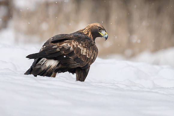 Golden Eagle / Orzeł przedni