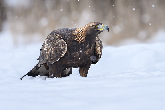 Golden Eagle / Orzeł przedni