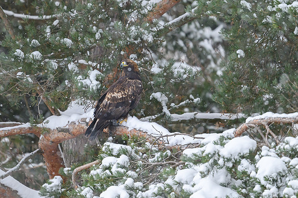 Golden Eagle / Orzeł przedni