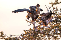 Golden Eagle / Orzeł przedni