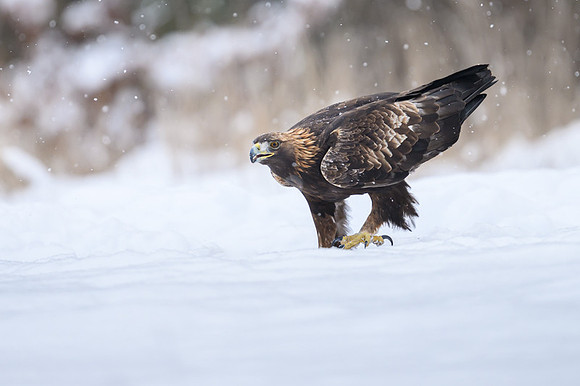 Golden Eagle / Orzeł przedni
