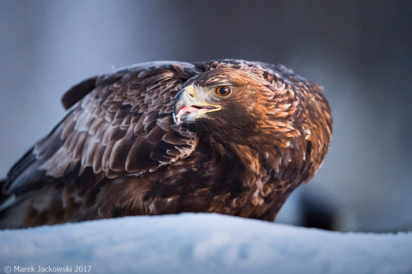 Golden Eagle / Orzeł przedni