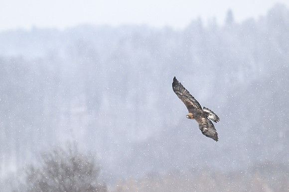 Golden Eagle / Orzeł przedni