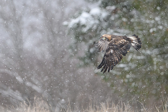 Golden Eagle / Orzeł przedni