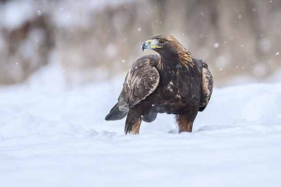 Golden Eagle / Orzeł przedni