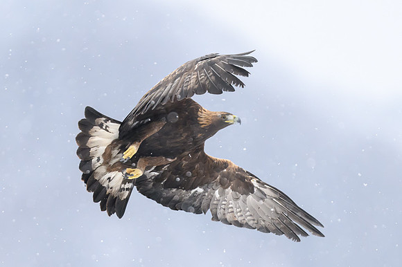 Golden Eagle / Orzeł przedni