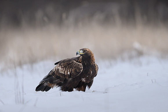 Golden Eagle / Orzeł przedni