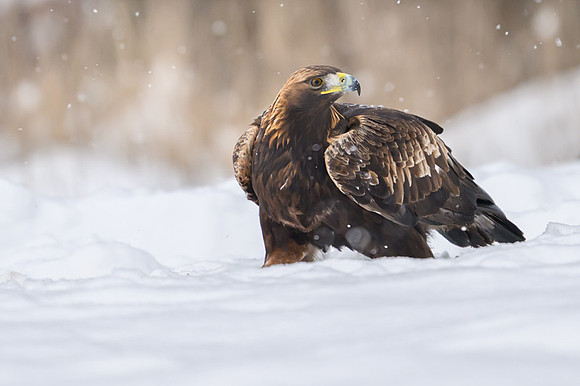 Golden Eagle / Orzeł przedni