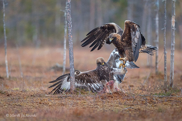 Golden Eagle / Orzeł przedni
