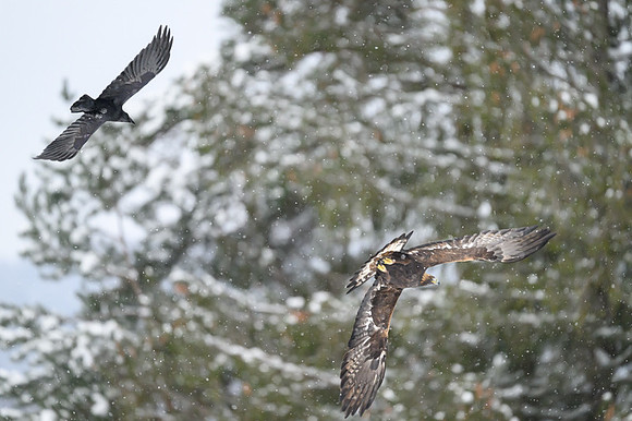 Golden Eagle / Orzeł przedni