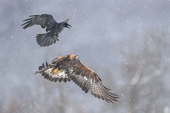 Golden Eagle / Orzeł przedni