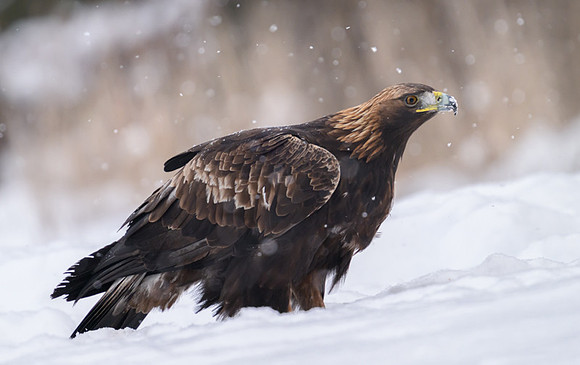 Golden Eagle / Orzeł przedni