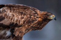 Golden Eagle / Orzeł przedni