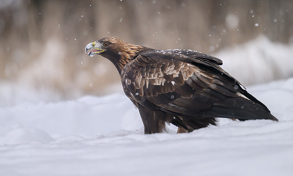Golden Eagle / Orzeł przedni