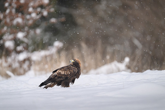 Golden Eagle / Orzeł przedni