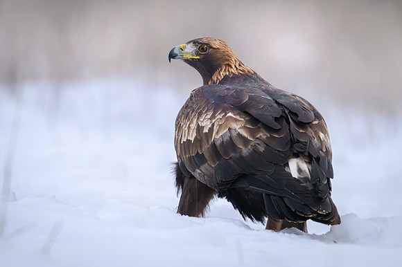 Golden Eagle / Orzeł przedni
