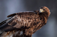 Golden Eagle / Orzeł przedni