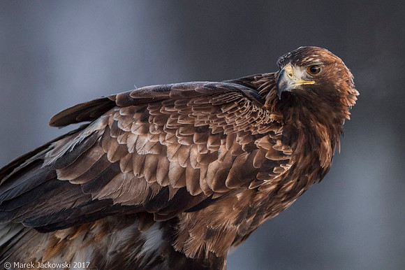 Golden Eagle / Orzeł przedni