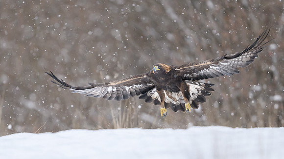 Golden Eagle / Orzeł przedni