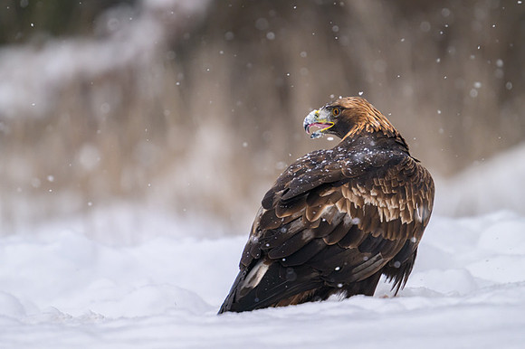 Golden Eagle / Orzeł przedni