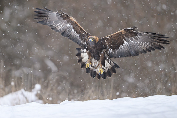 Golden Eagle / Orzeł przedni