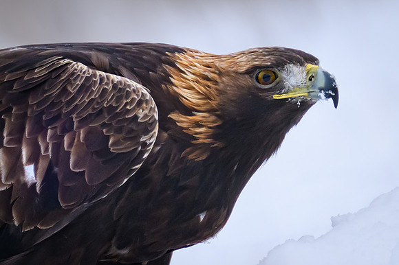Golden Eagle / Orzeł przedni
